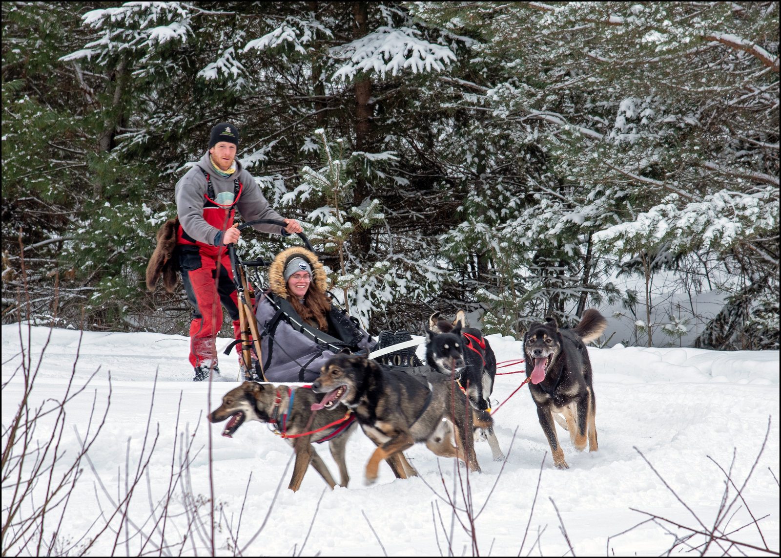 Abitibi Sled Dogs team running through the snow